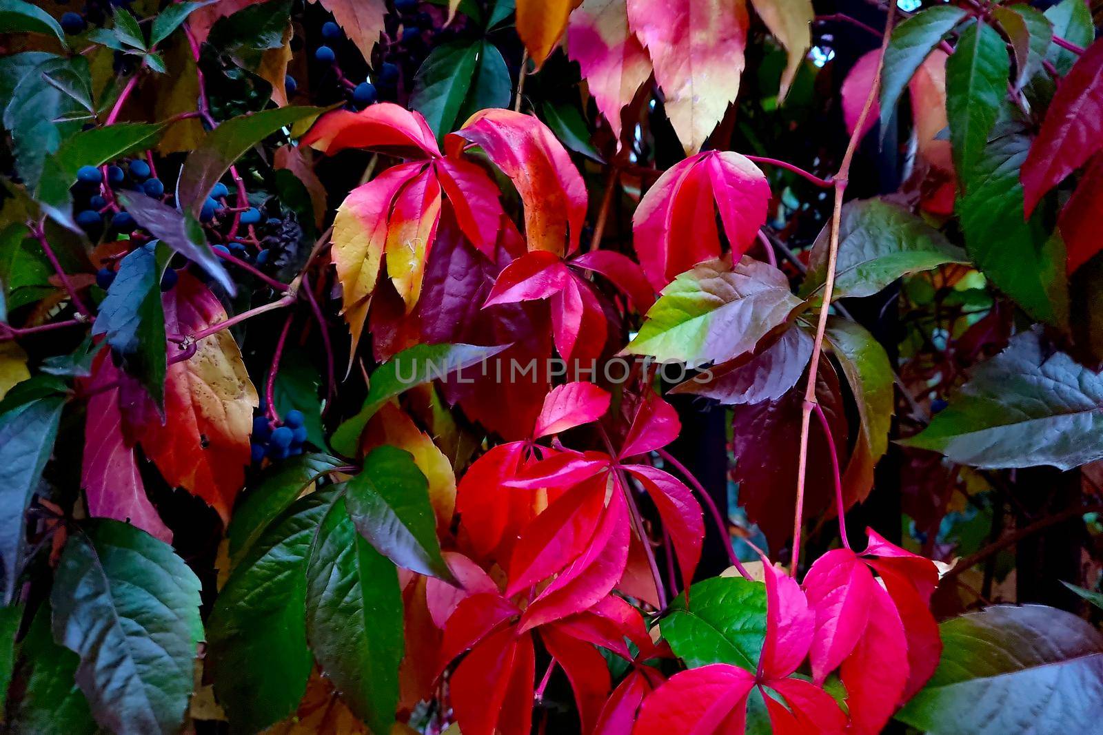 Bright red yellow green leaves of bushes in the park in autumn. by kip02kas