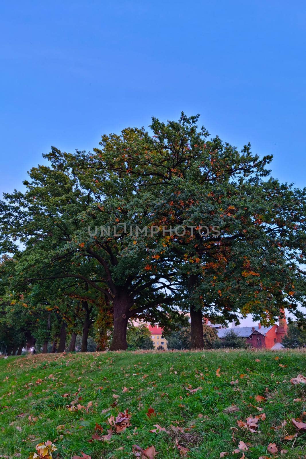 View of large green trees against the blue sky