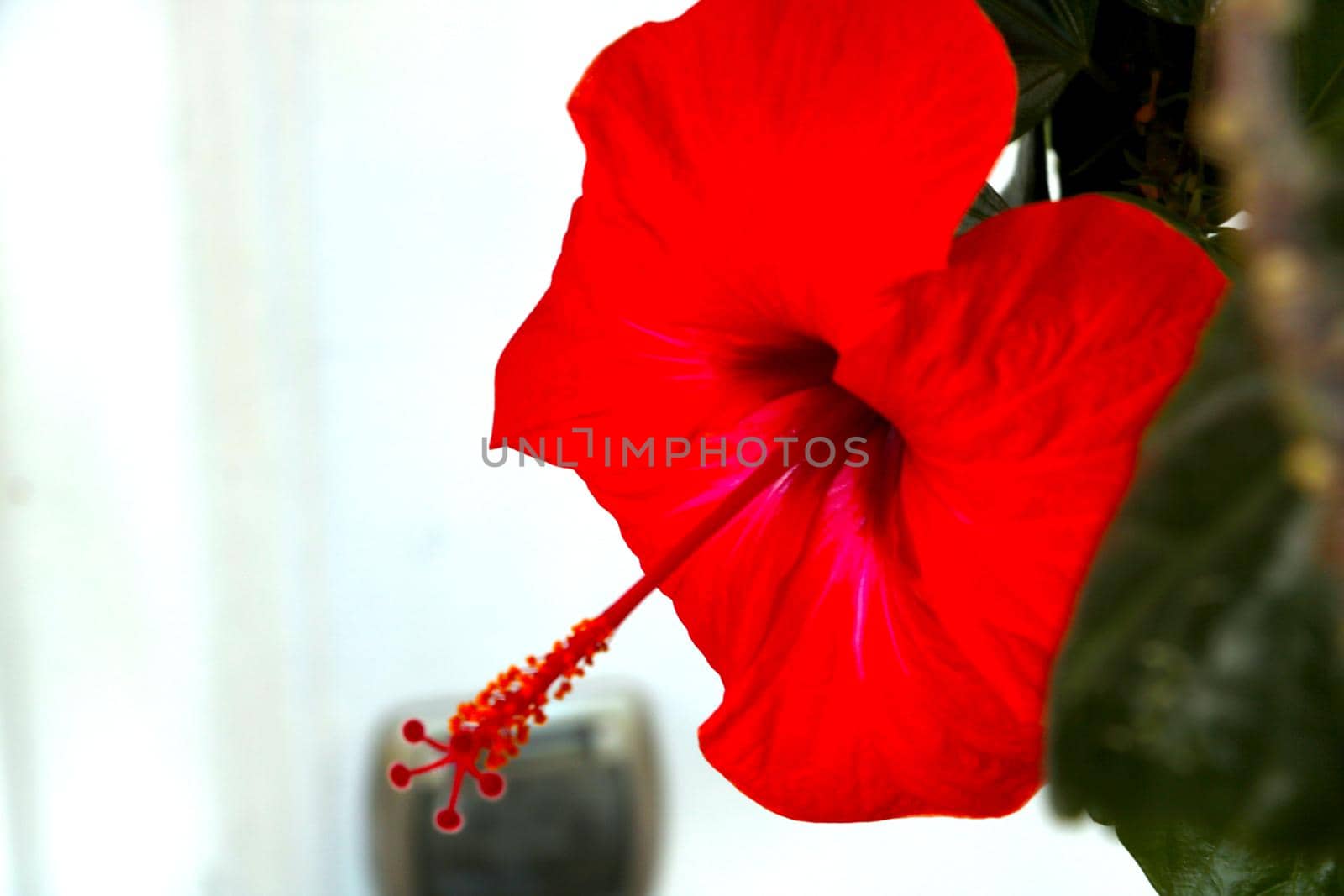 Close-up of a red flowering flower in the garden. House plants