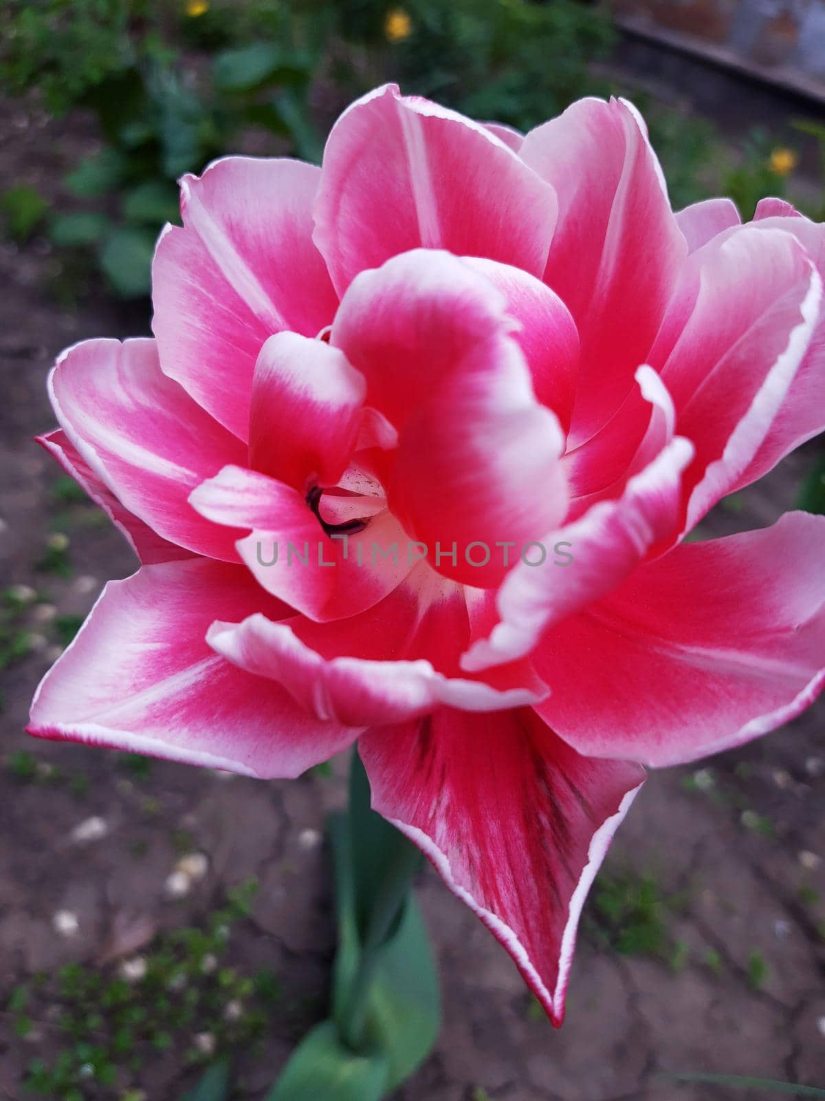 Colorful tulip flower close up on gray background.