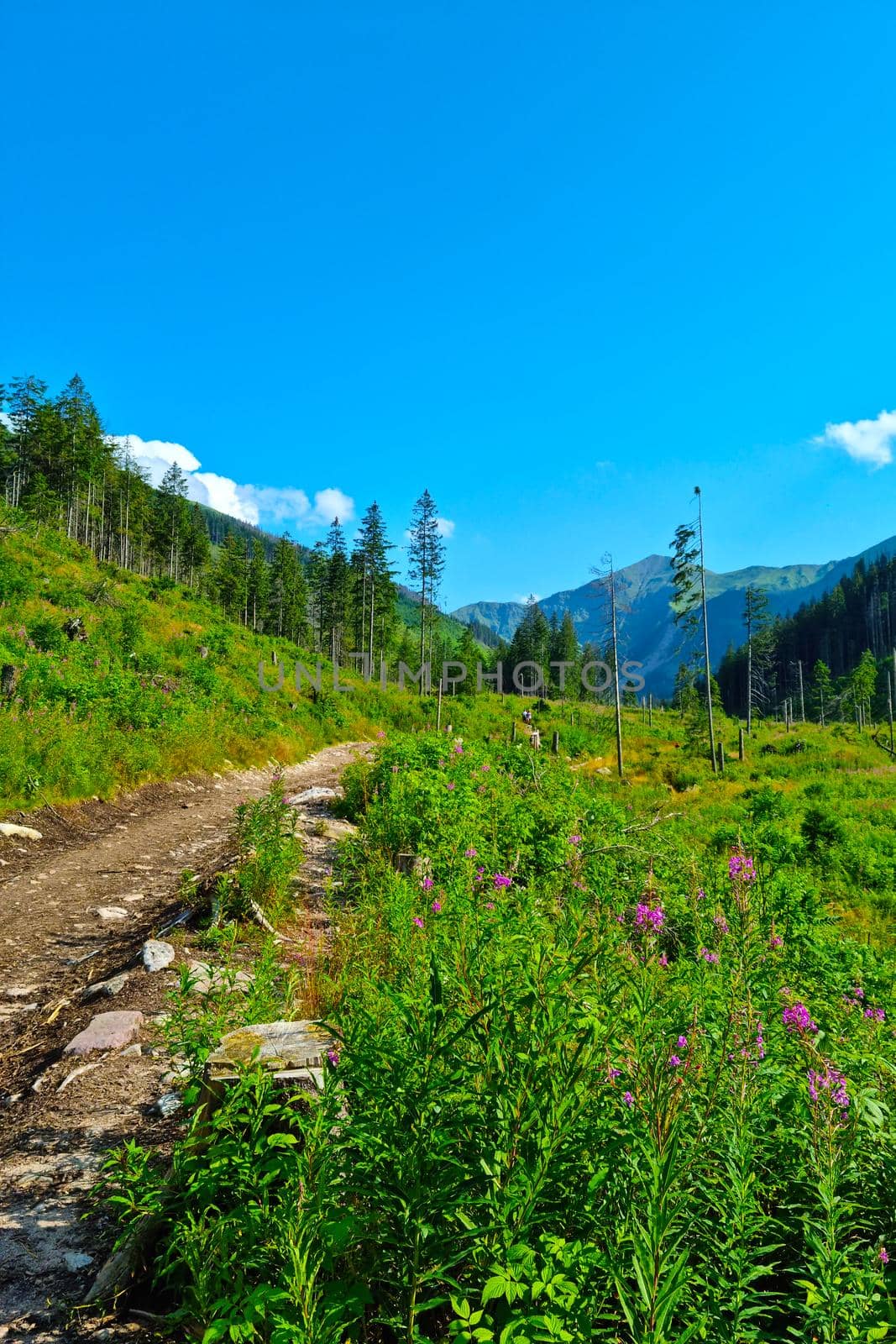 A picturesque hiking trail in the mountains. Active lifestyle