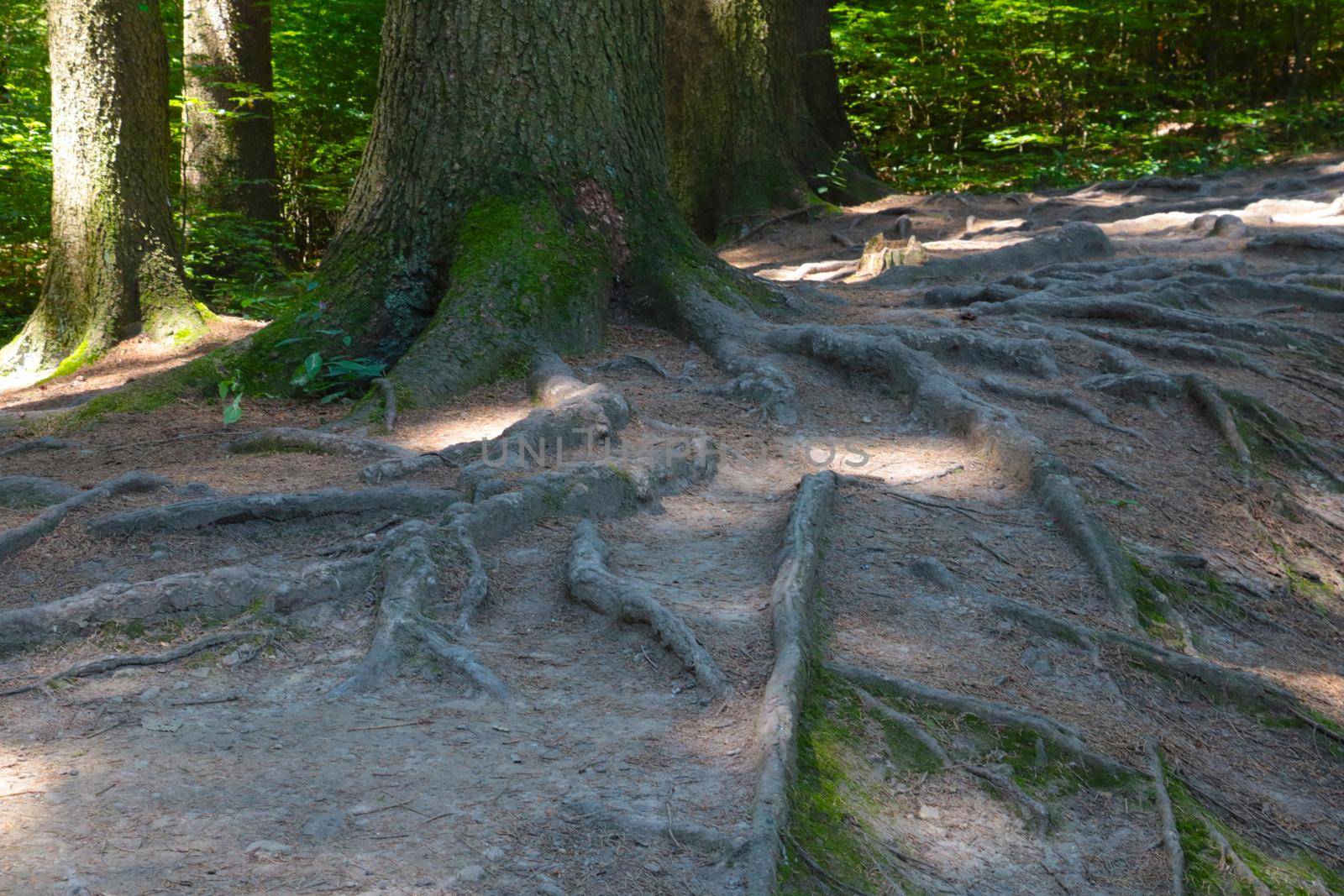 The large roots of the tree protrude from the ground in the forest
