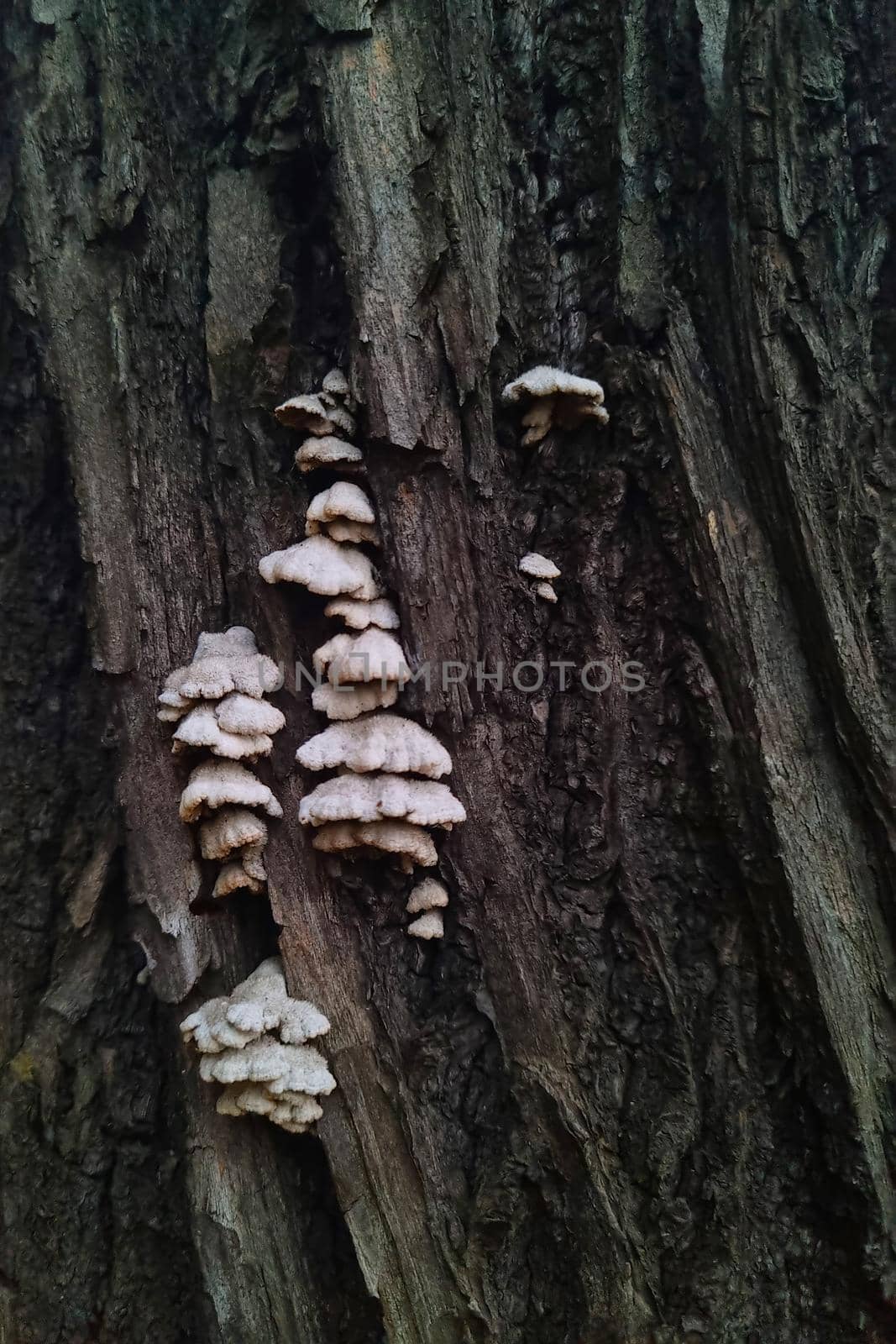 Mushrooms grow on the trunk of the tree in the forest