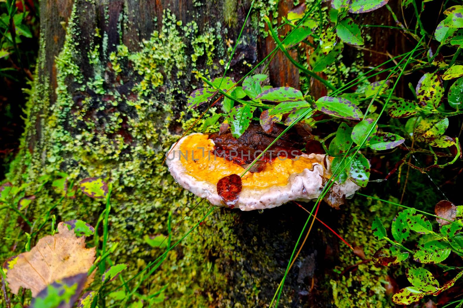 On the trunk of the tree grows a mushroom in the forest. by kip02kas