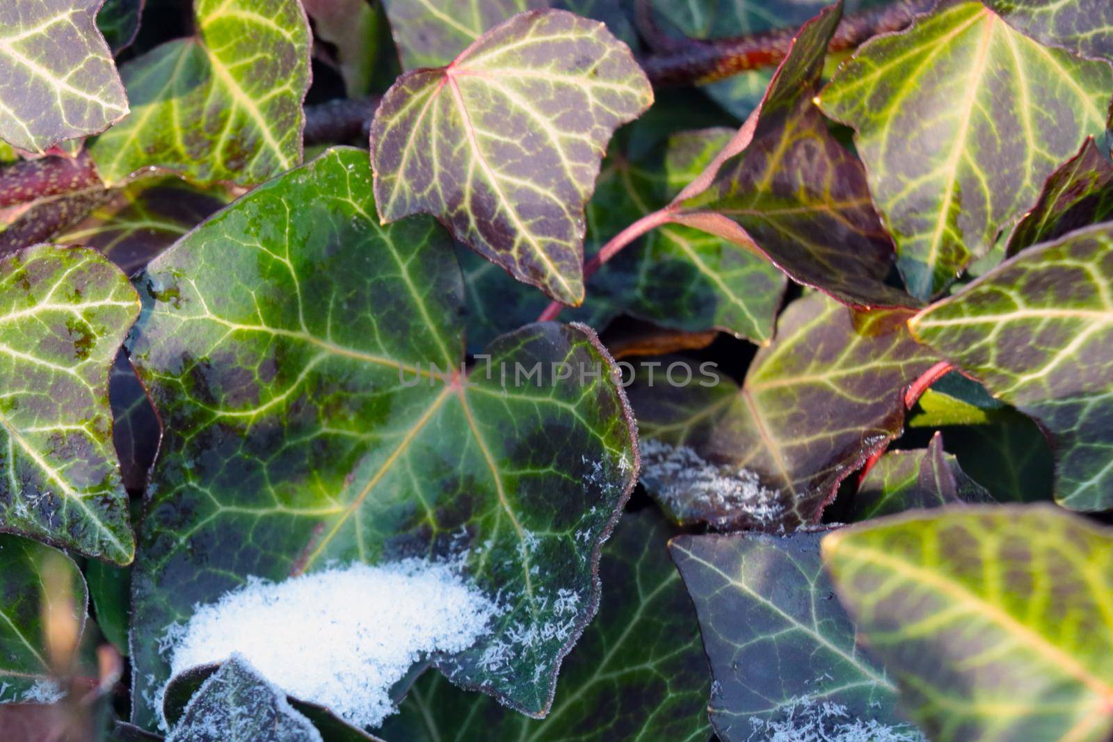 On the green leaves of the bushes lies snow and frost