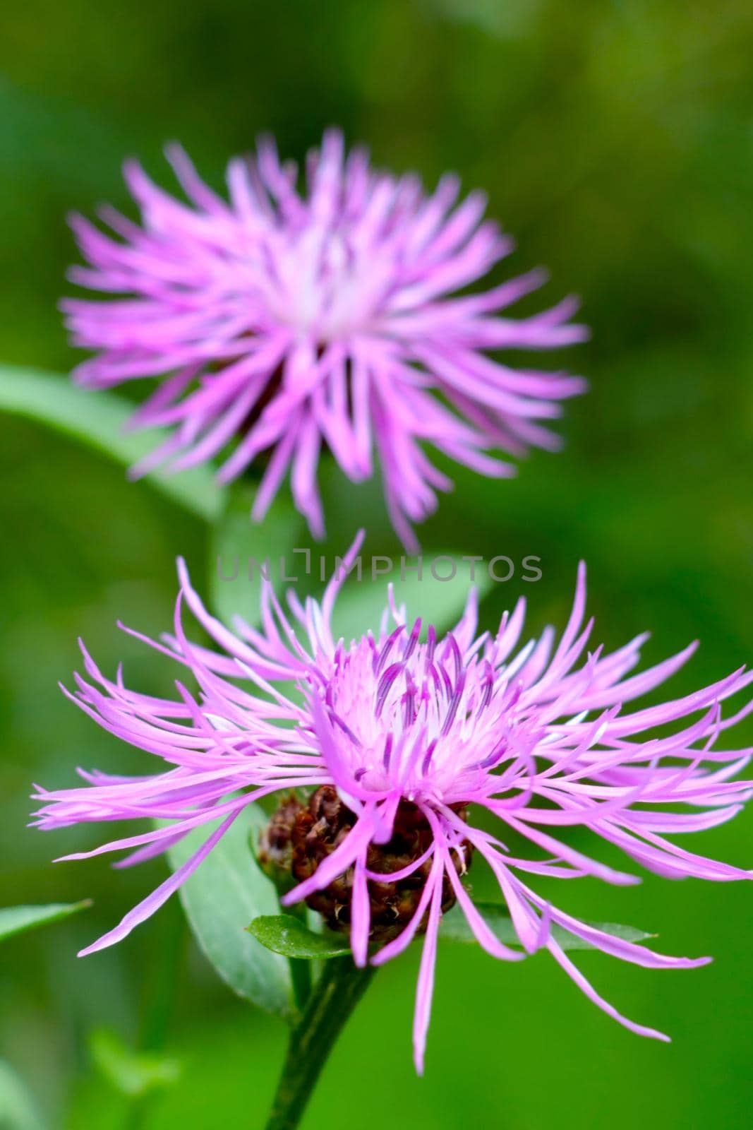 Spring background of nature. Flowering cornflower in the meadow