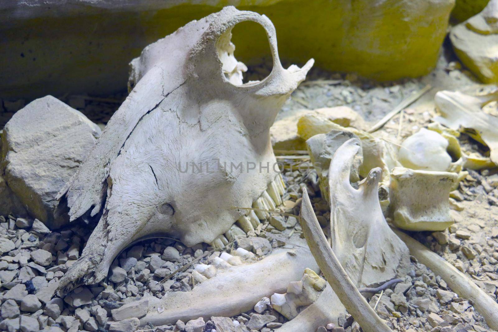 Skull and bones of a large animal. Remains after life