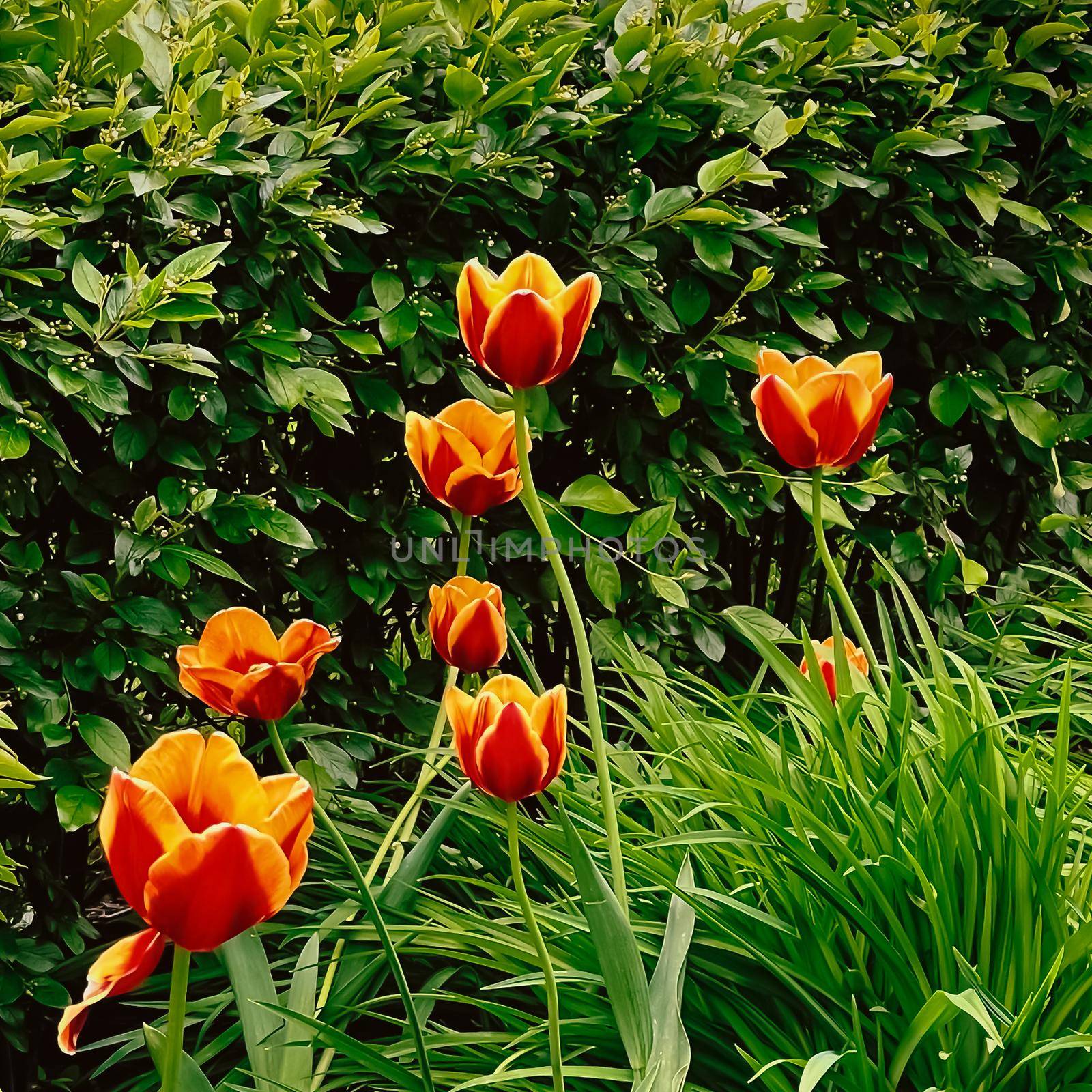 Beautiful tulips in botanical floral garden and beauty in nature by Anneleven