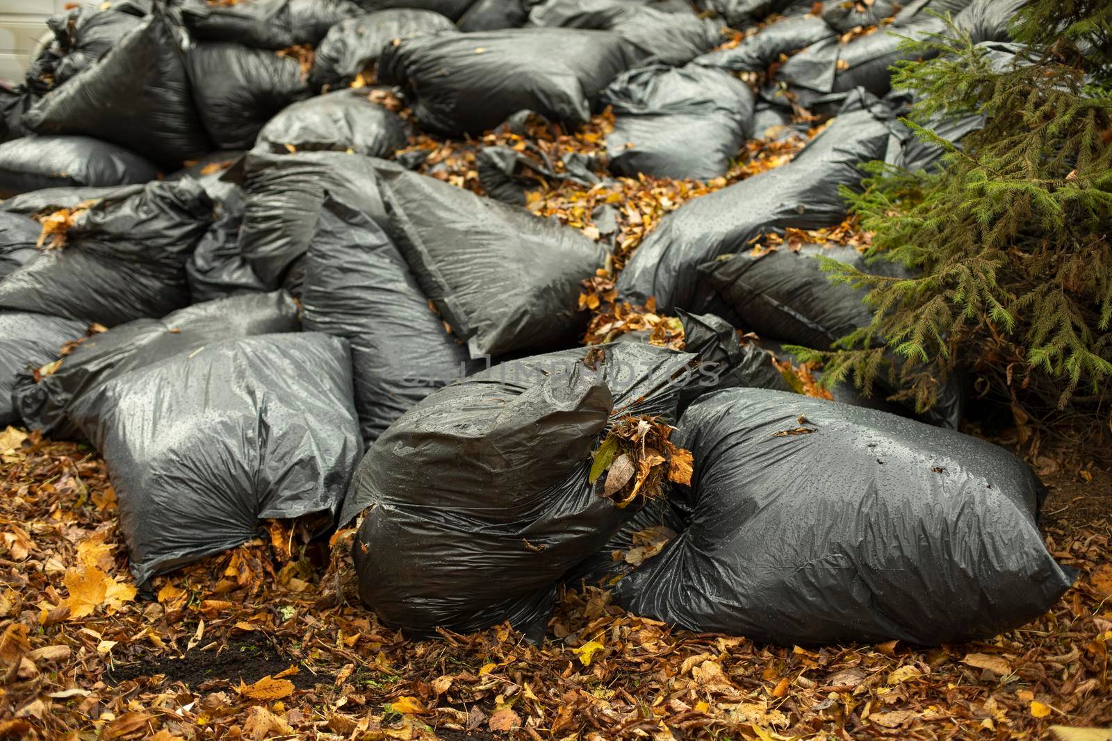 Leaves in bags. Black bags with dry leaves. Dump on street. by OlegKopyov