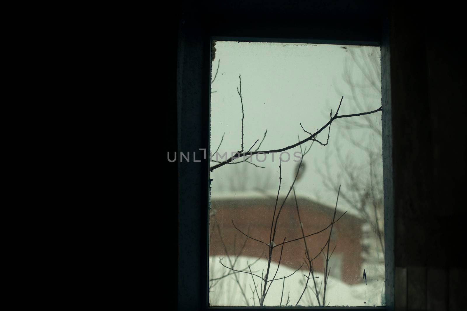 Tree branches outside window. View from window to street. Industrial view behind glass.