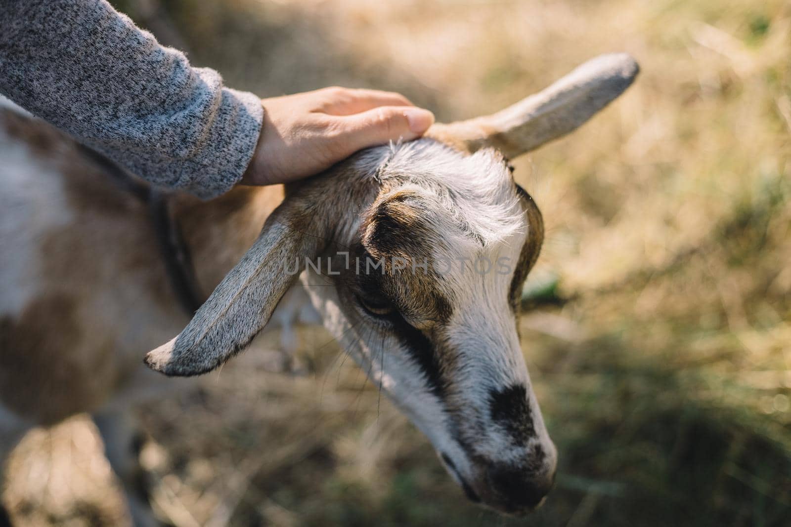 A woman strokes the goat's fur in nature close up hands