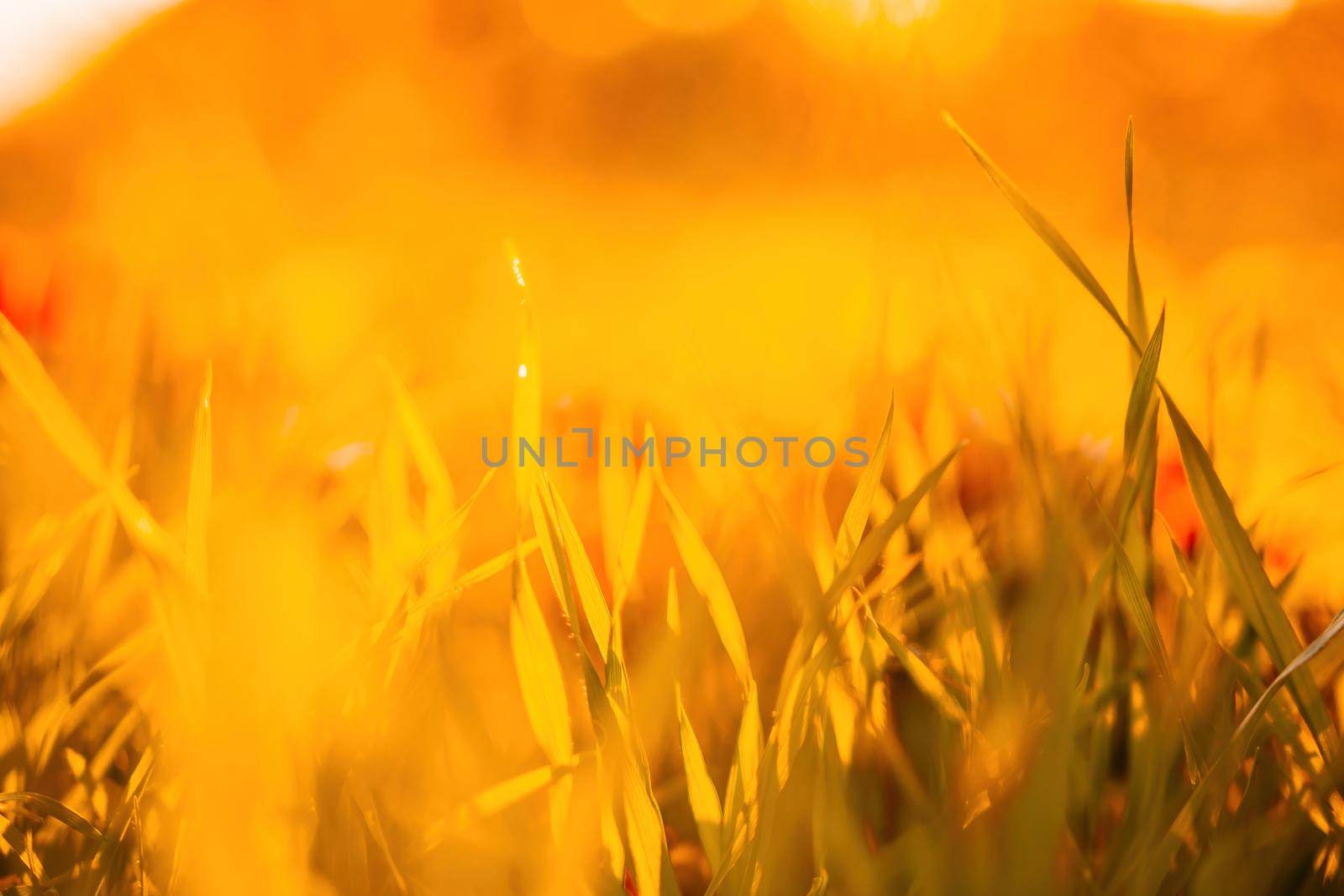 Close up of the green grass lawn and autumn foliage with sun beam, soft focus, copy space. by panophotograph