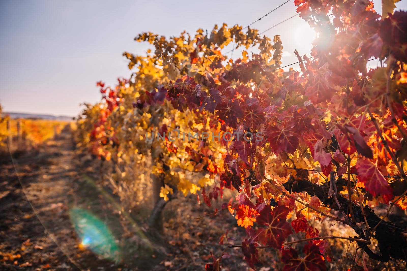 Beautiful clusters of ripening grapes in the sun. Grape plantation in the sunset light. Beautiful vine with grapes. Wine Making concept. Grape business.