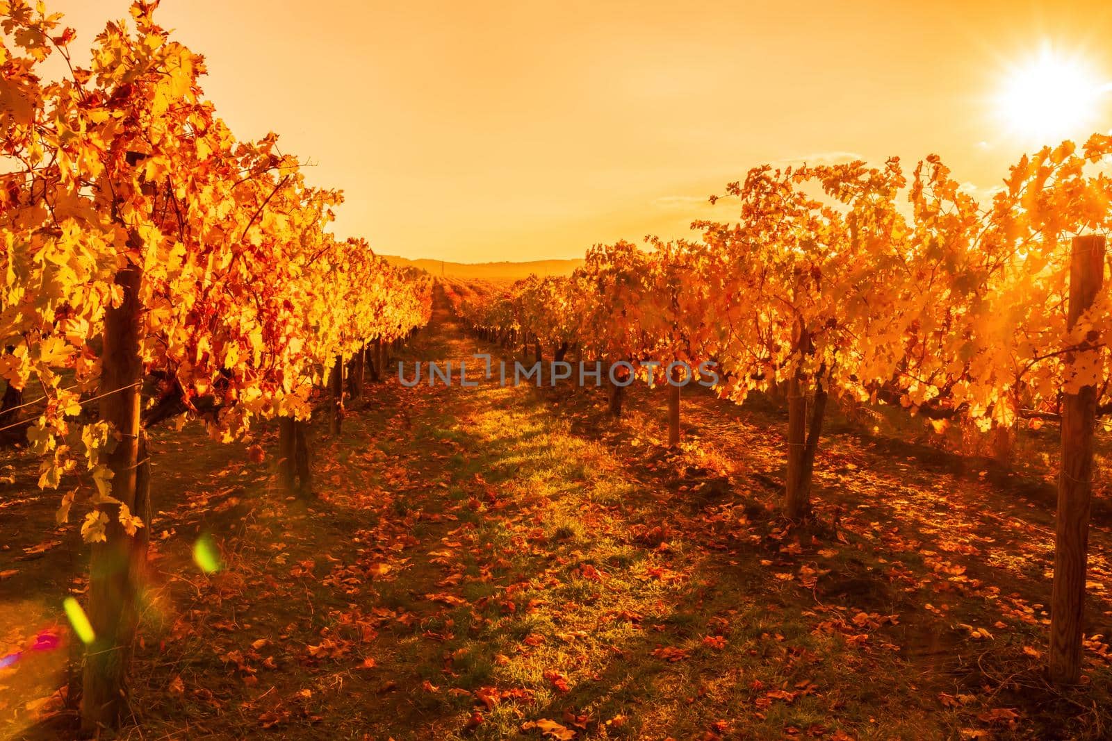 Beautiful clusters of ripening grapes in the sun. Grape plantation in the sunset light. Beautiful vine with grapes. Wine Making concept. Grape business.