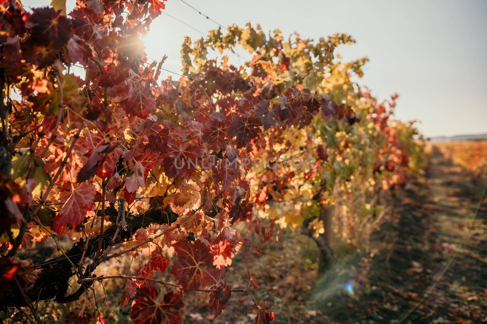 Beautiful clusters of ripening grapes in the sun. Grape plantation in the sunset light. Beautiful vine with grapes. Wine Making concept. Grape business.