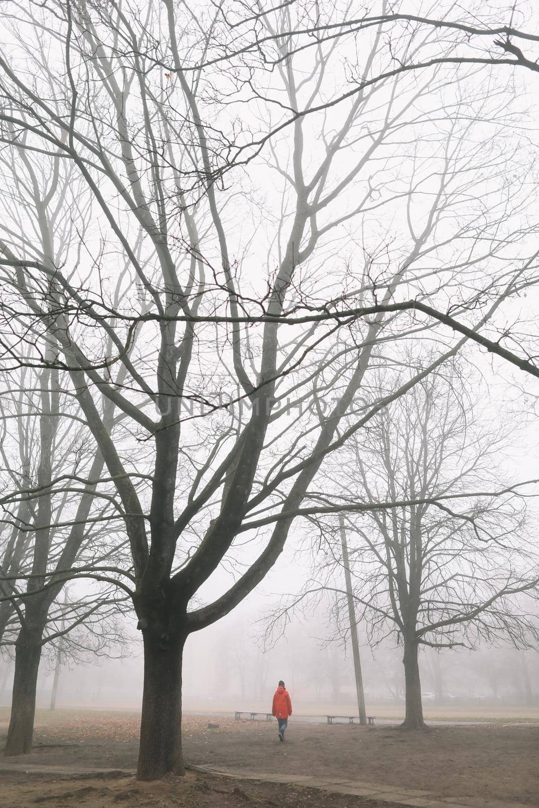 silhouette of man in the foggy morning in autumn forest. High quality photo