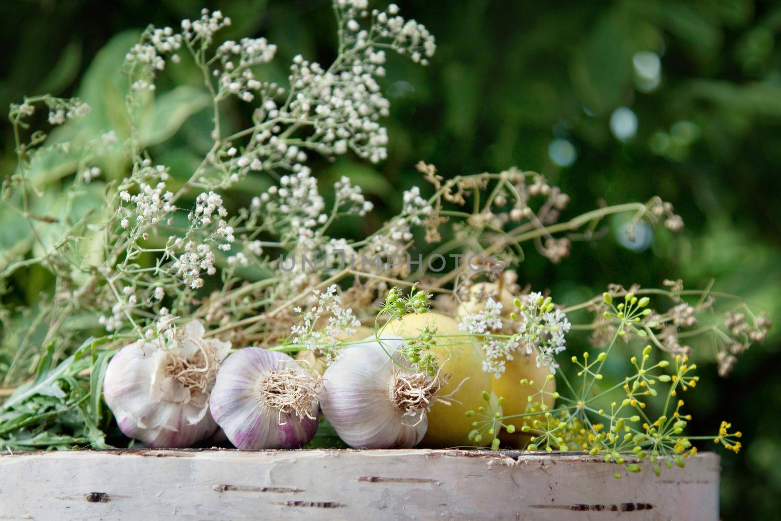 Gardening growth atmospheric still life