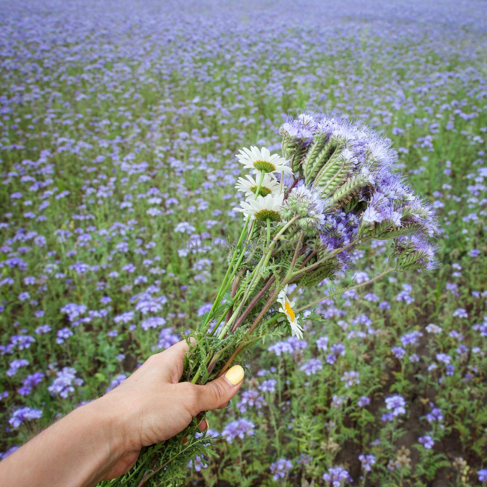 Meadow floral composition on background of purple blossoming field