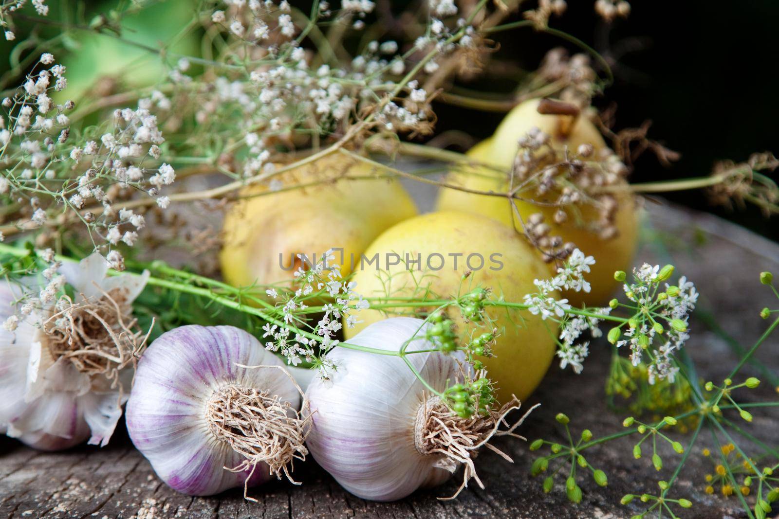 Gardening growth atmospheric still life