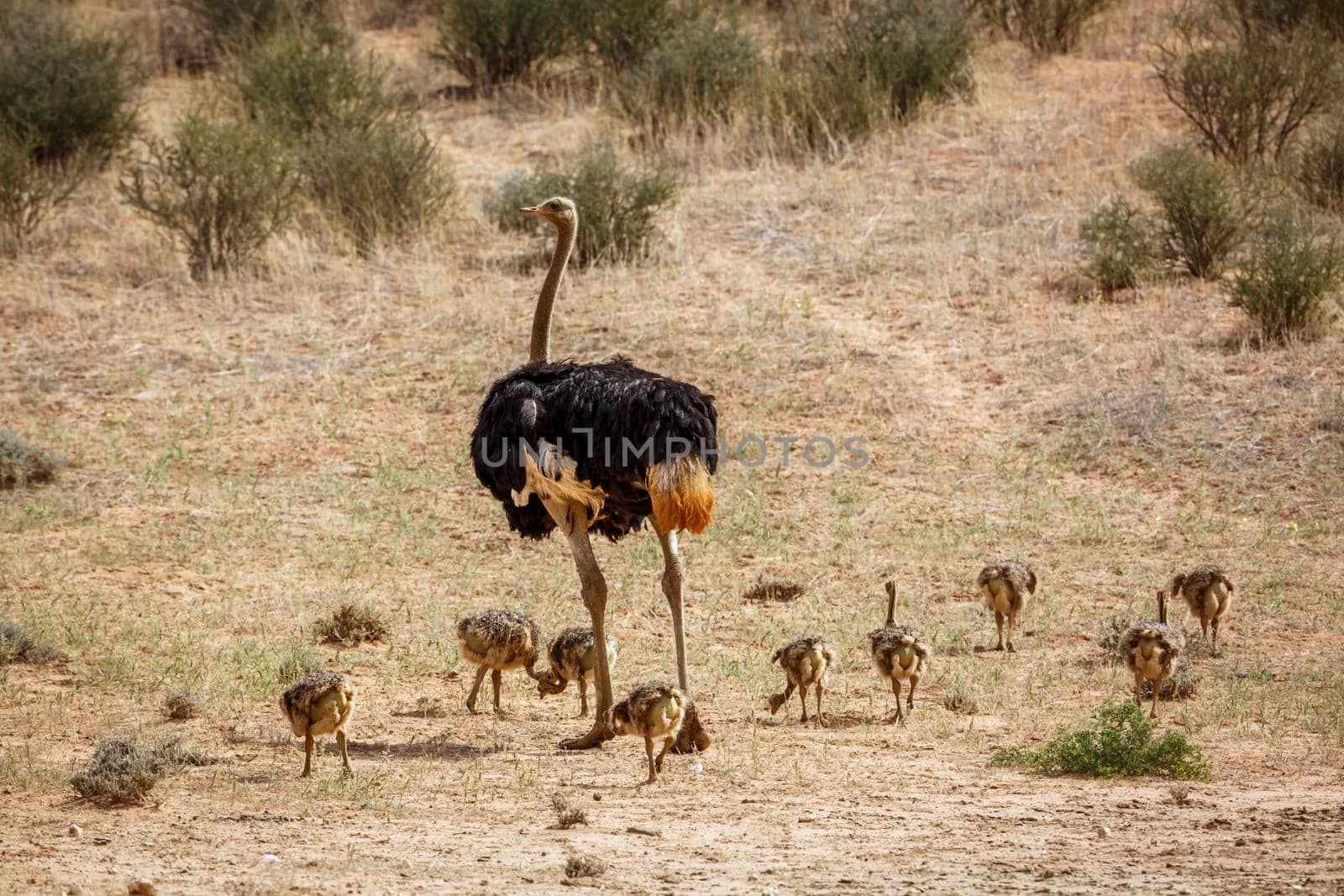 African Ostrich male with pack of chicks in Kgalagadi transfrontier park, South Africa ; Specie Struthio camelus family of Struthionidae