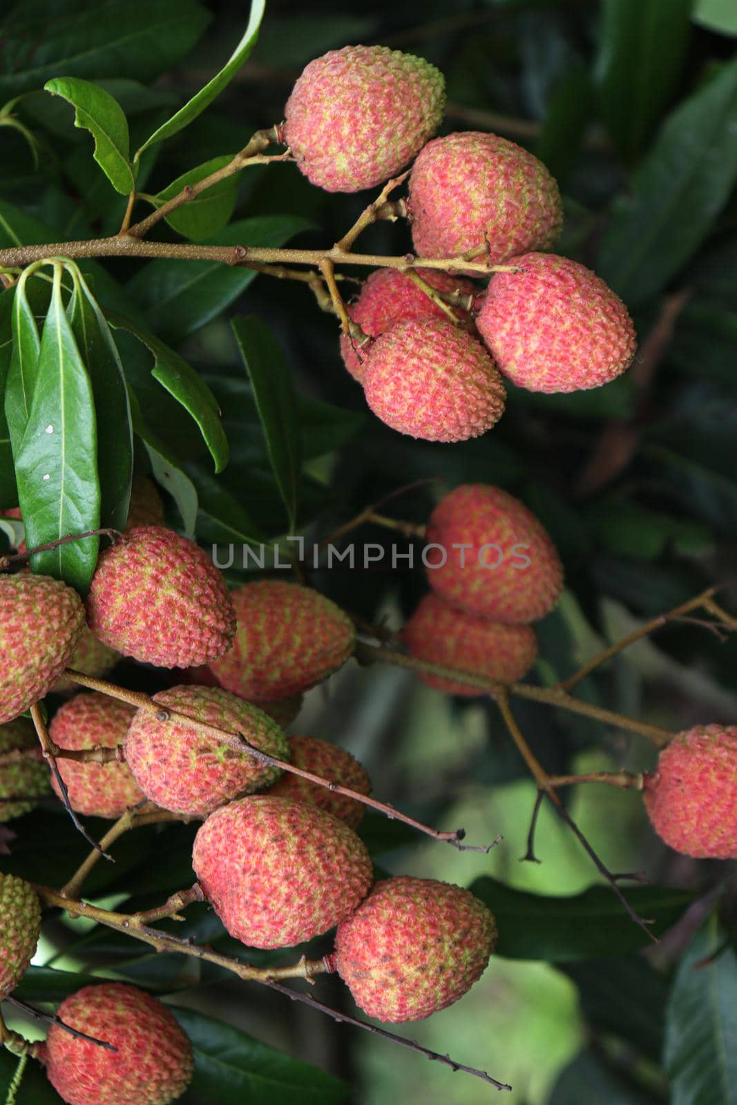 tasty and healthy litchi bunch in farm for harvest and sell