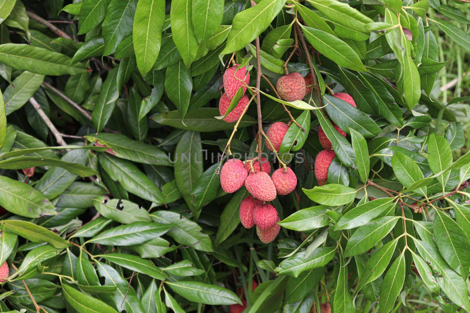 tasty and healthy litchi bunch in farm for harvest and sell