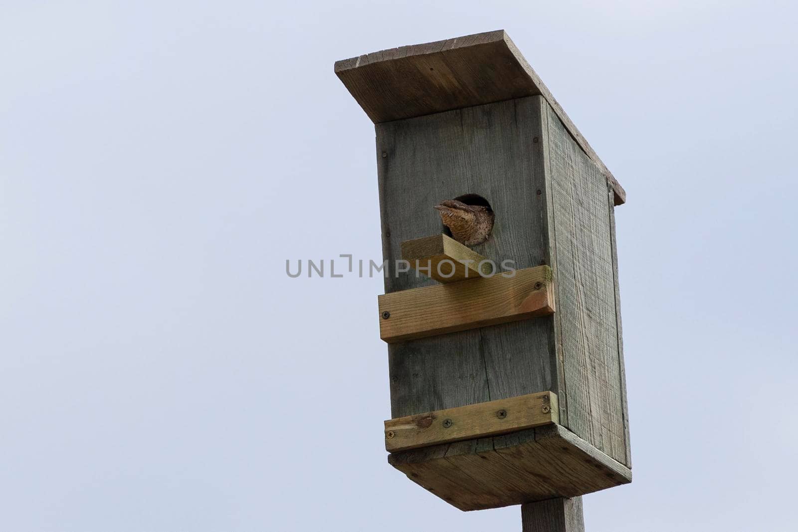 Bird sitting in a birdhouse.