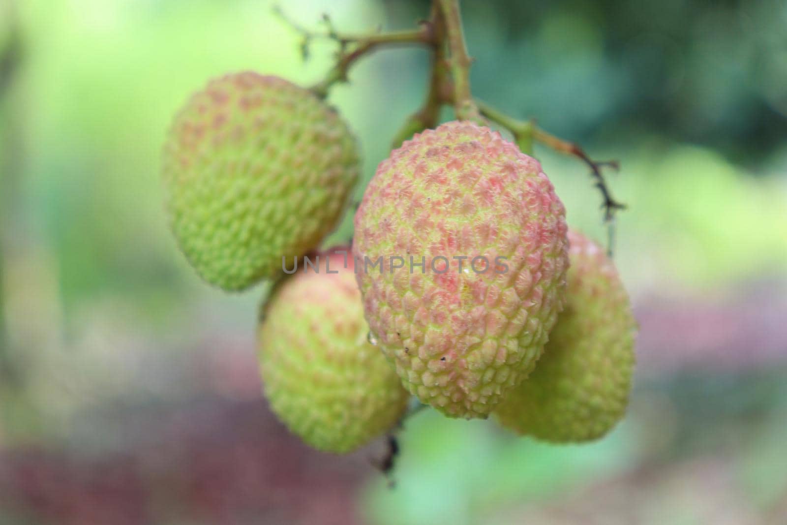 tasty and healthy litchi bunch in farm for harvest and sell