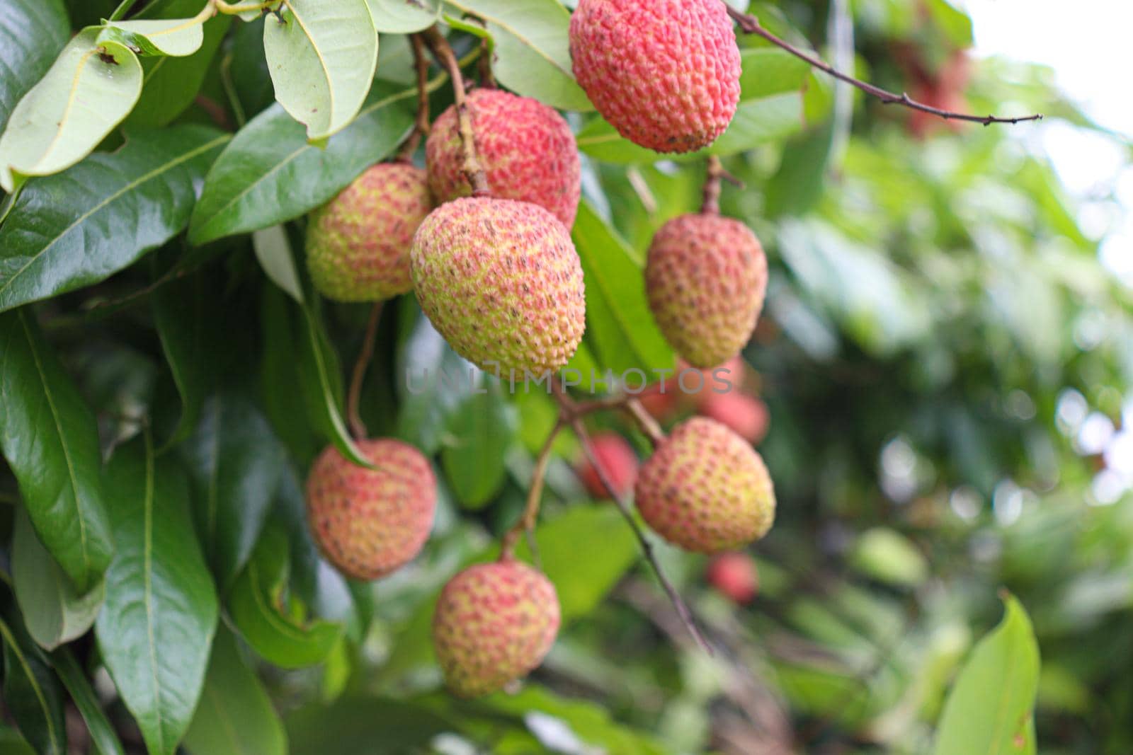 tasty and healthy litchi bunch in farm for harvest and sell