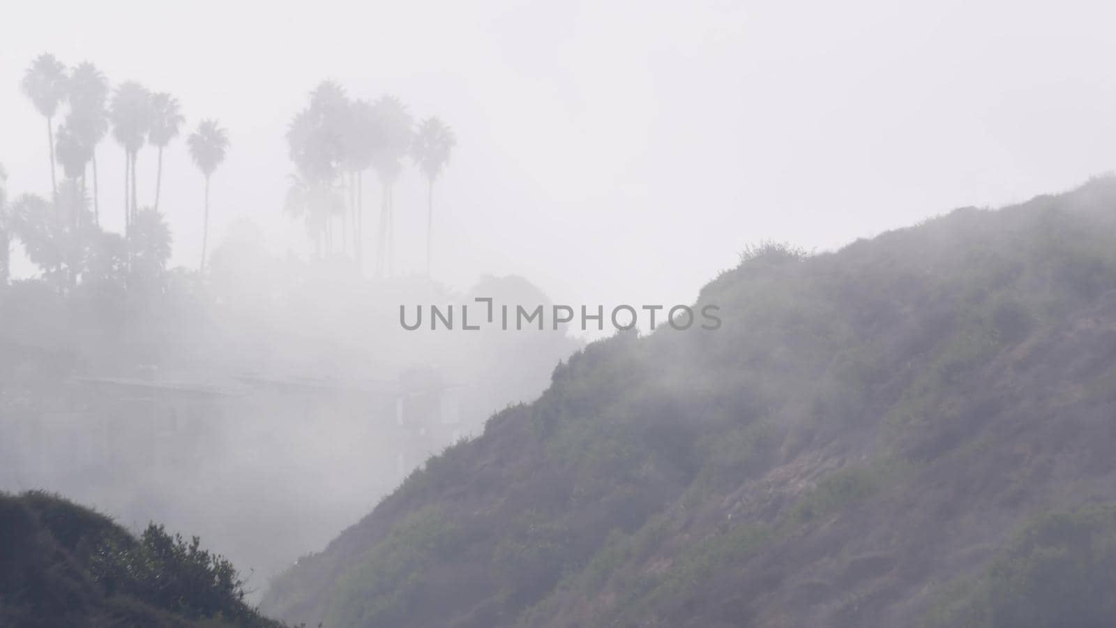 Palm trees on cliff or bluff, foggy weather, California coast, misty white air. by DogoraSun