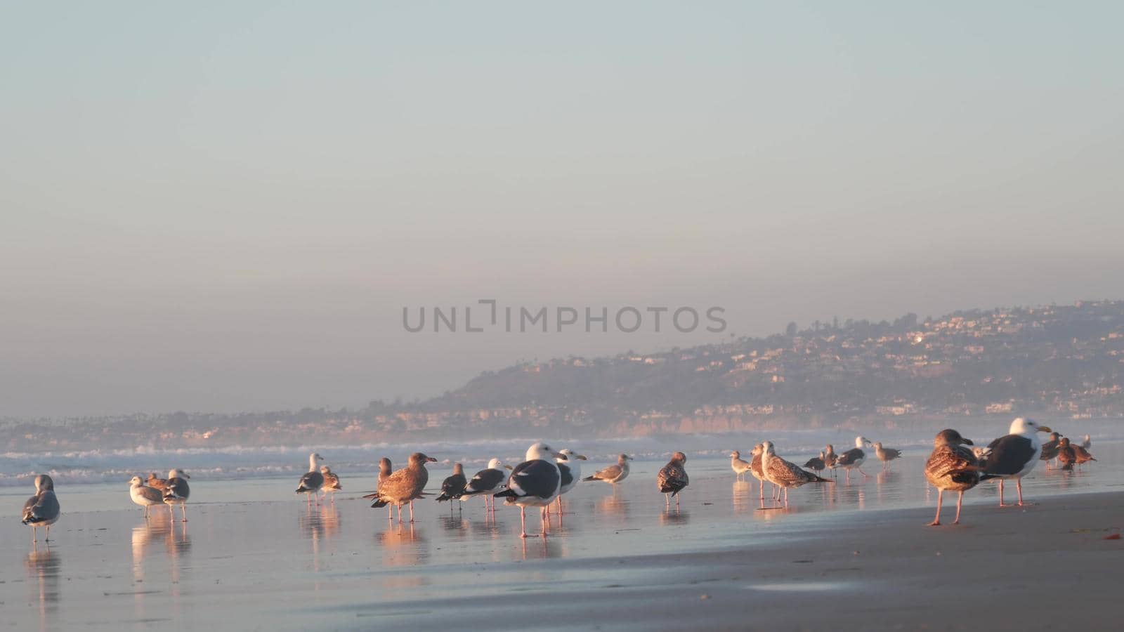 Seagull birds by ocean water on beach, sea waves at sunset in California, USA. by DogoraSun