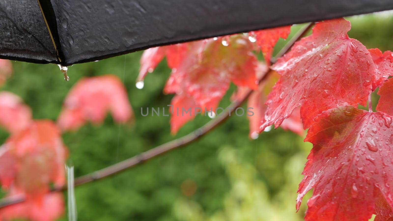 From under black moist umbrella autumn rain drops drip. Fall droplets trickle. by DogoraSun