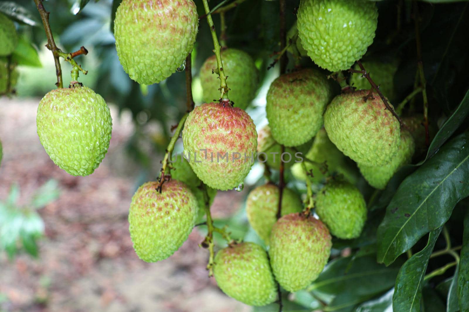 tasty and healthy litchi bunch in farm for harvest and sell