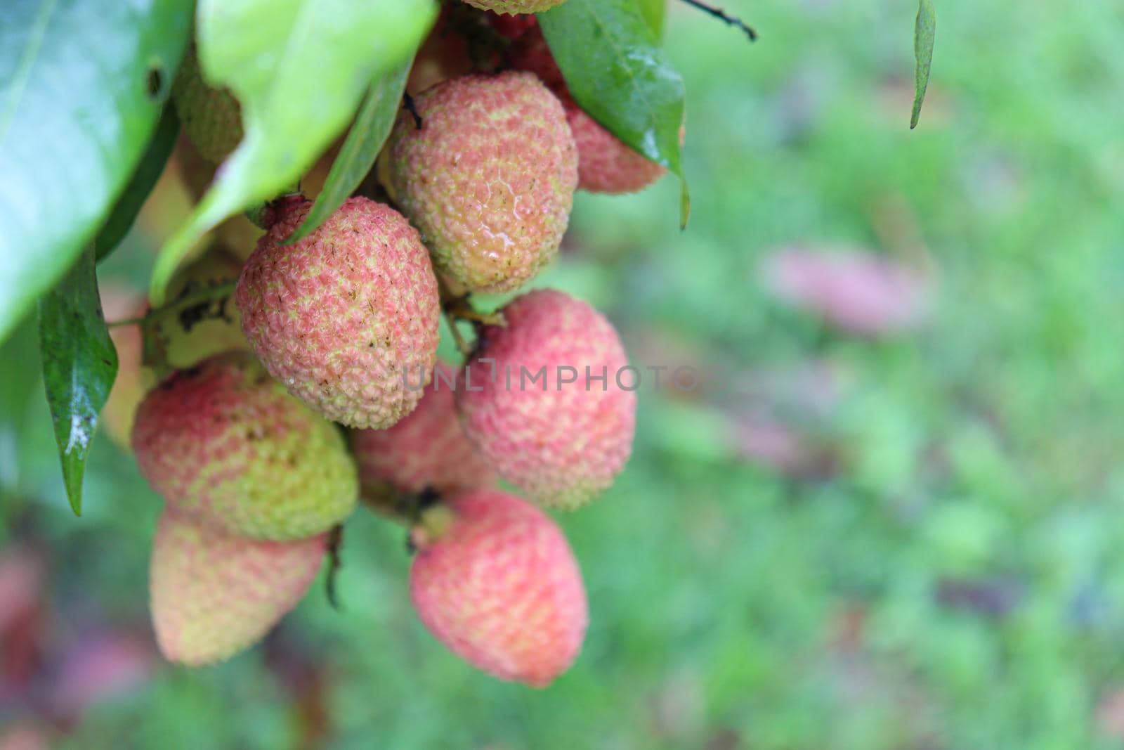 tasty and healthy litchi bunch in farm for harvest and sell