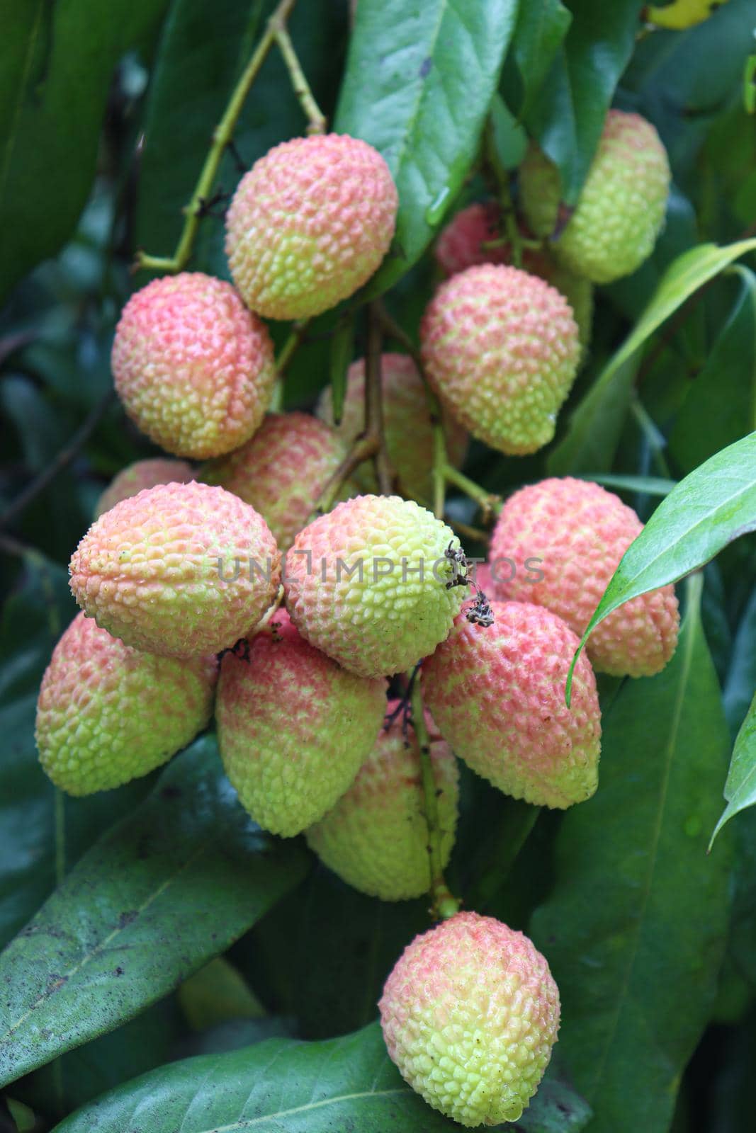 tasty and healthy litchi bunch in farm for harvest and sell