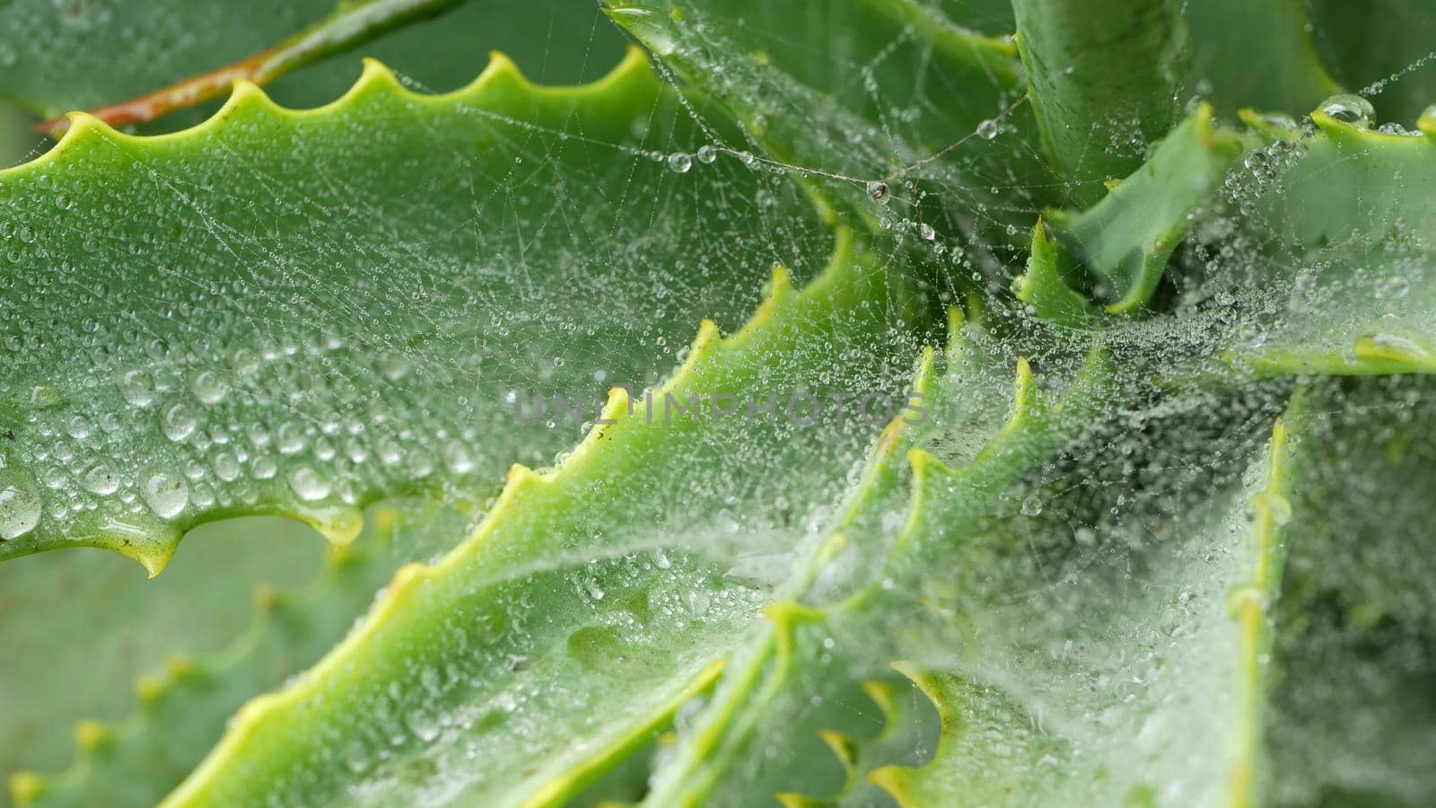 Aloe vera rosette, dew or rain water drops, fresh juicy green plant, moist leaves, raindrops or droplets. California succulent flora spring morning. Wet spider web or spiderweb. Moisturizing cosmetics