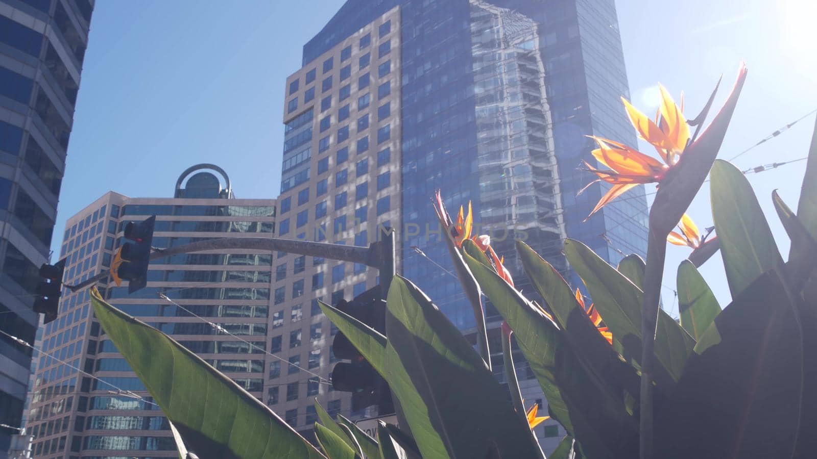 Highrise skyscrapers, strelitzia flowers in downtown, San Diego city street, California USA. Urban business tower facades on Broadway. Financial district architecture, garden or flowerbed. Low angle.