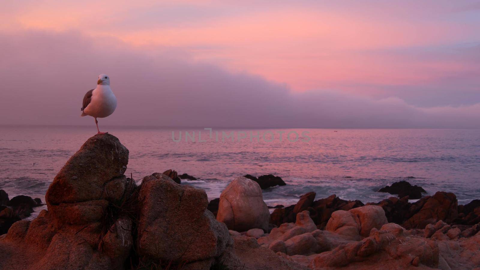 Rocky craggy ocean beach, Monterey, pink sunset sky, California coast. Seagull. by DogoraSun