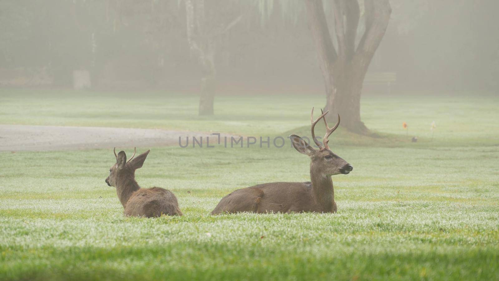 Two wild deers male with antlers and female grazing. Couple or pair of animals. by DogoraSun