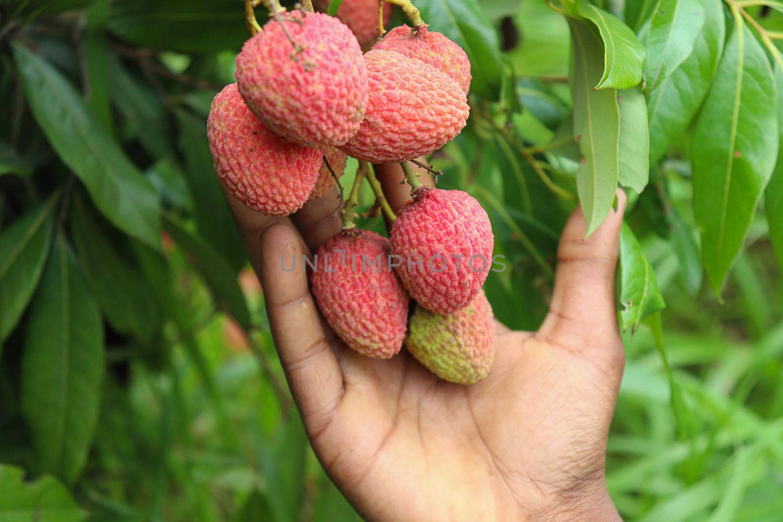 tasty and healthy litchi bunch in farm for harvest and sell