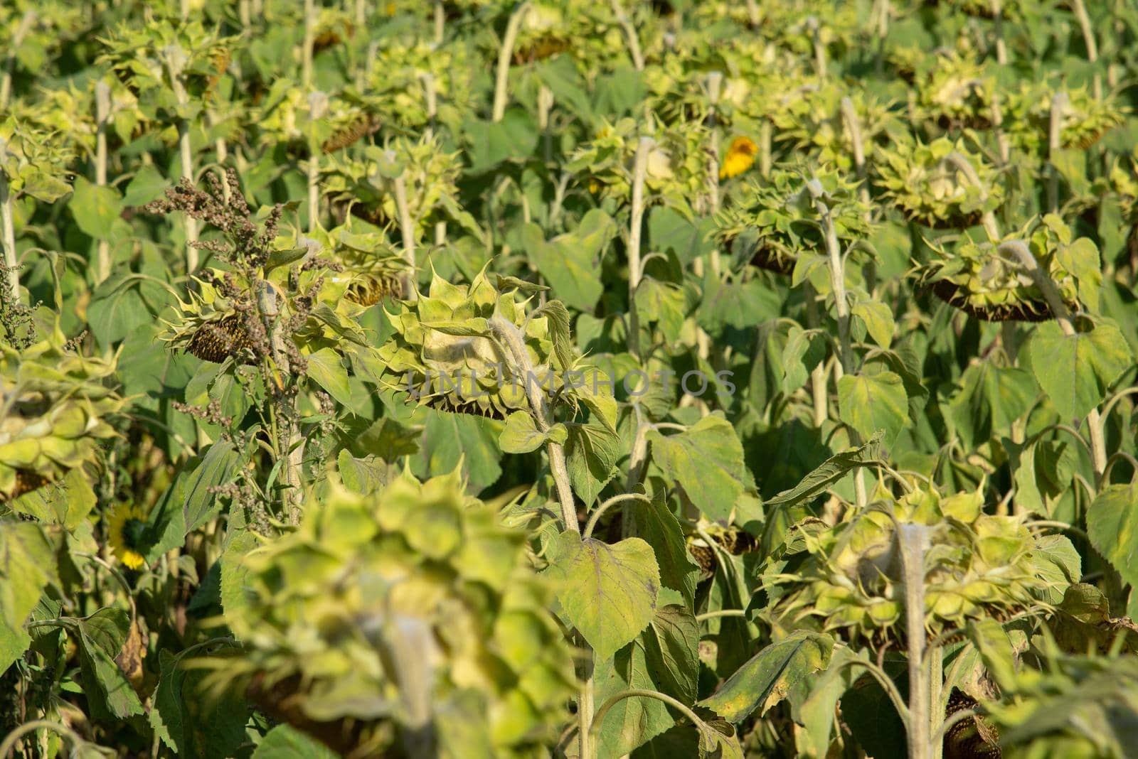 a field with a ripe sunflowers, Russia