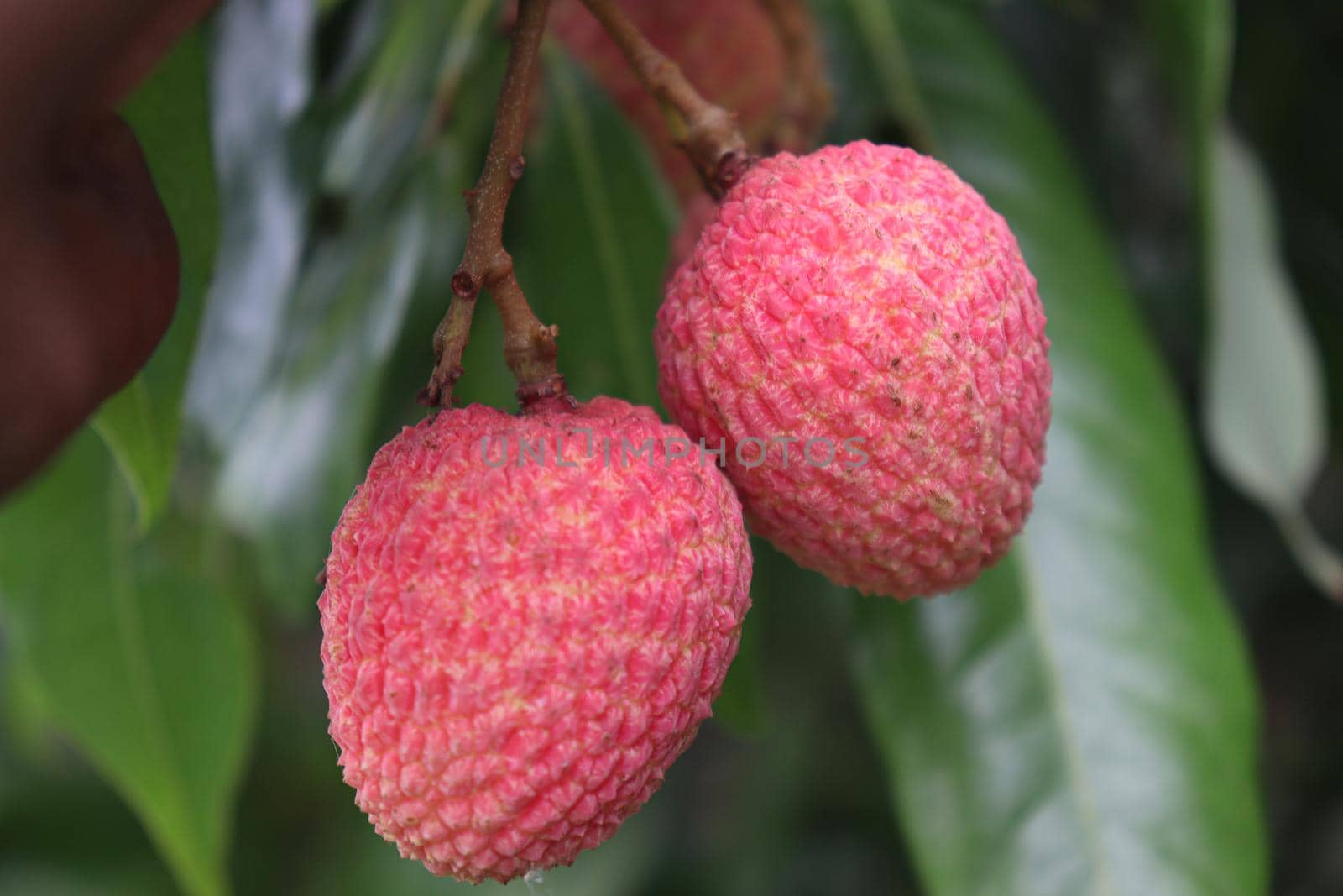 tasty and healthy litchi bunch in farm for harvest and sell