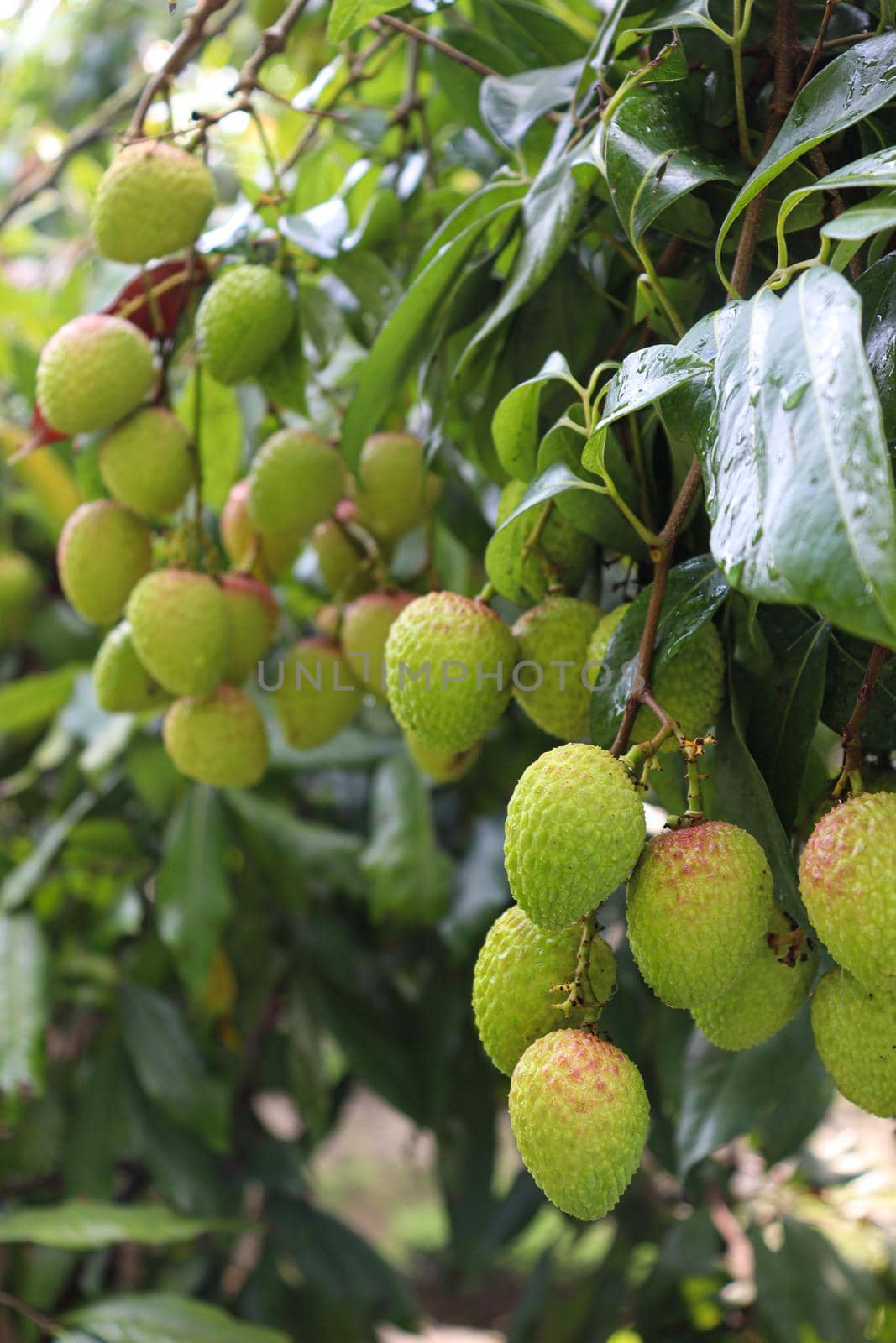 tasty and healthy litchi bunch in farm for harvest and sell