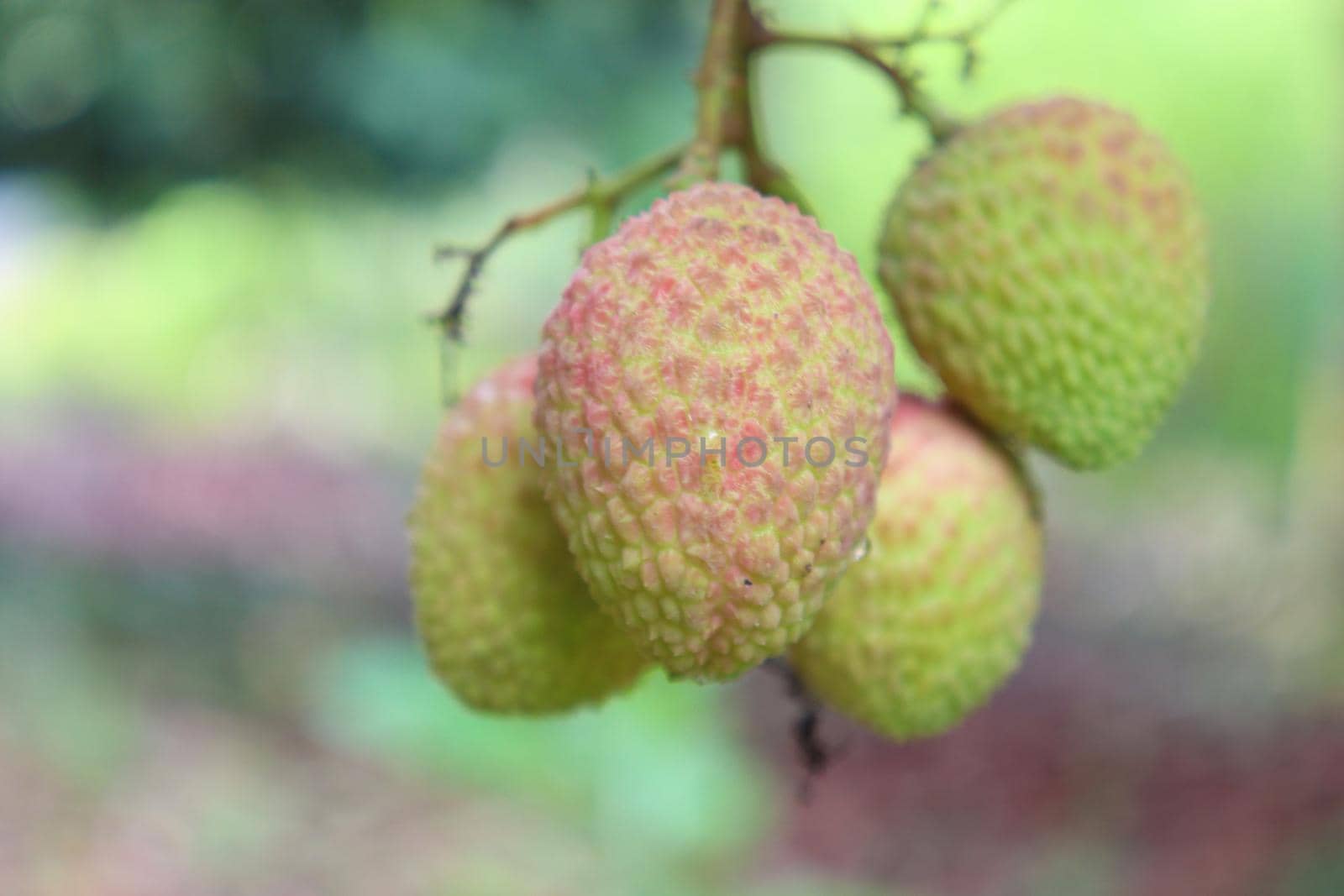 tasty and healthy litchi bunch in farm for harvest and sell