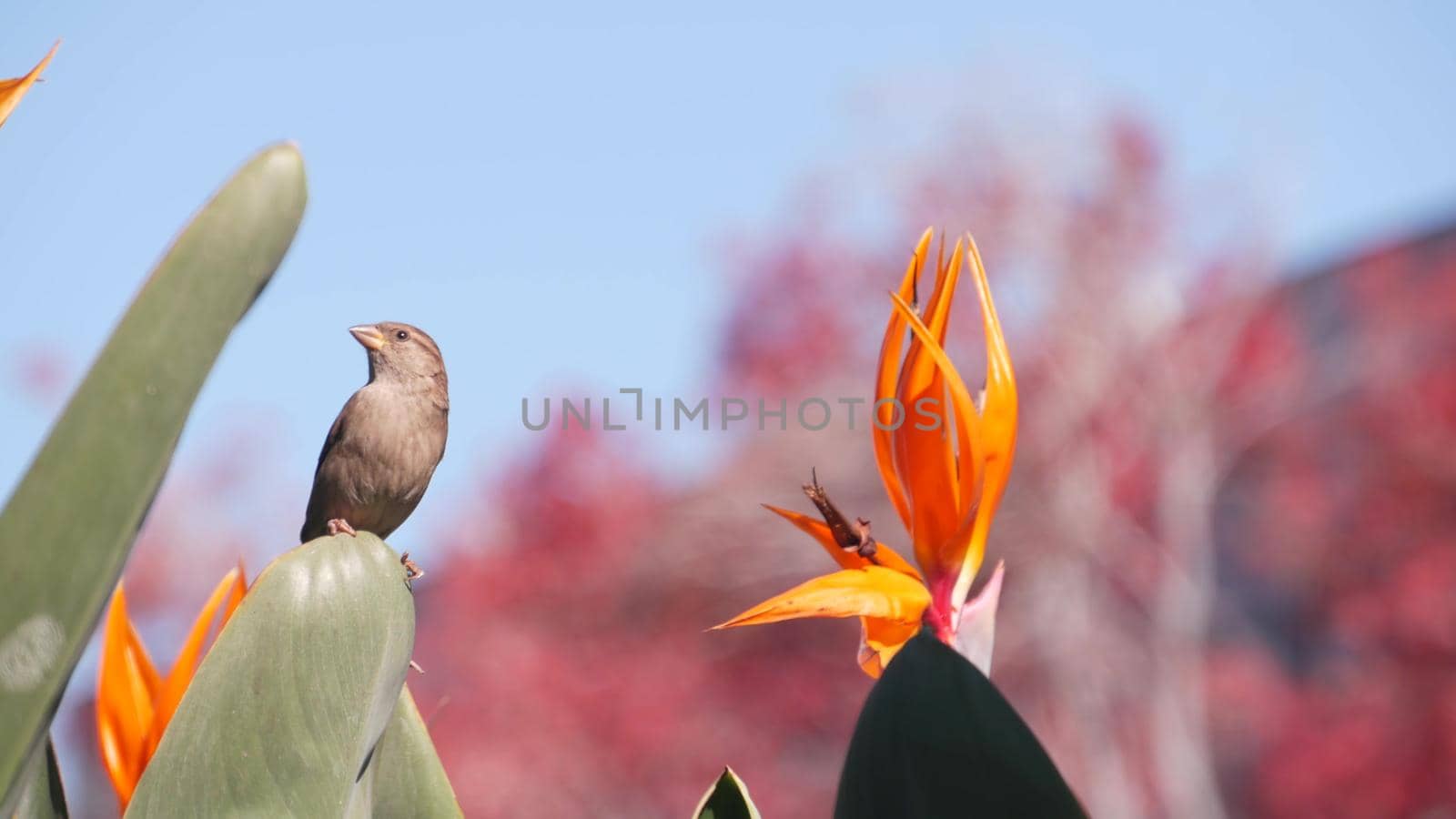 Small tiny bird, strelitzia paradise bird flower bloom, crane flower. California by DogoraSun