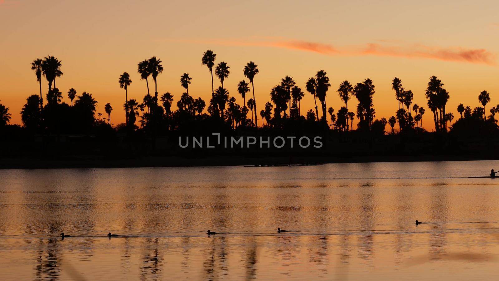Palm trees silhouettes on sunset ocean beach, California coast, USA. Reflection of purple pink orange sky in calm water of Mission Bay Park, San Diego. People kayaking, paddling, rowing or canoeing.