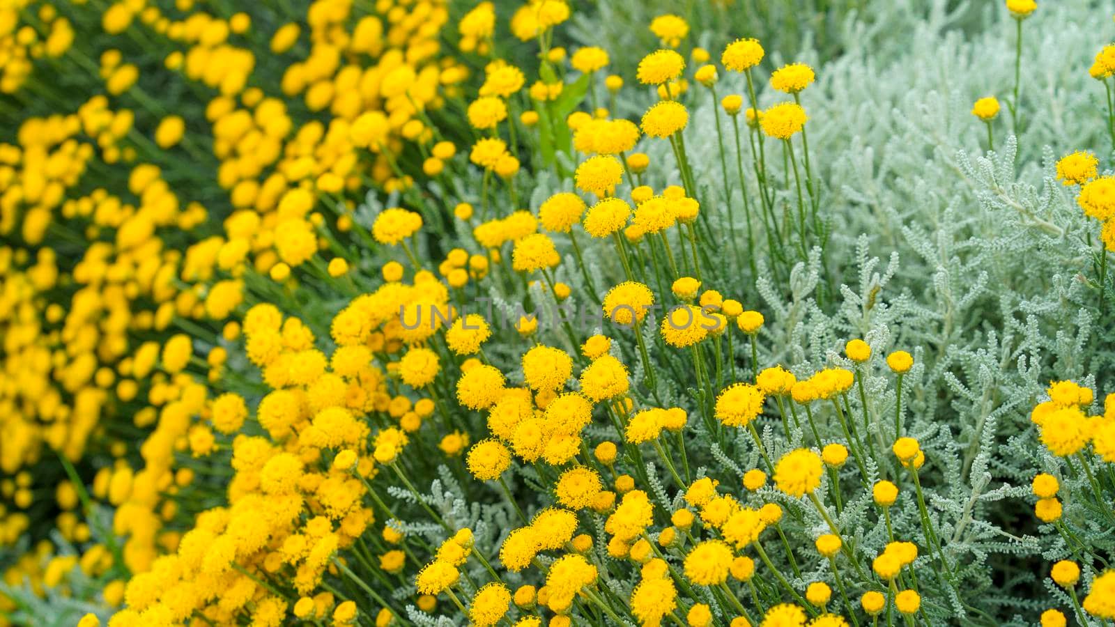 Natural background with decorative yellow chrysanthemum flowers by Vvicca