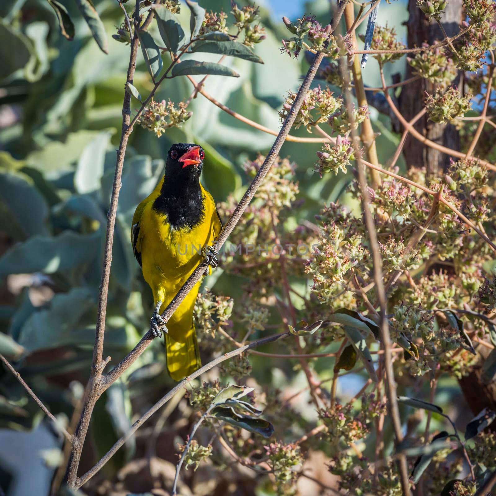 African Black headed Oriole singing in the bush in Kruger National park, South Africa ; Specie Oriolus larvatus family of Oriolidae; oriole; 