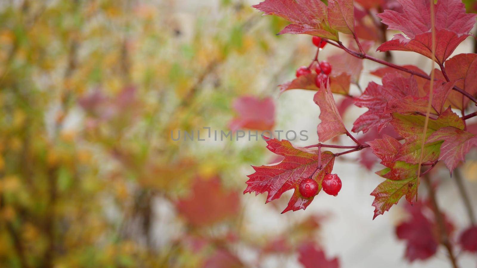 Red autumn guelder rose leaves, wild viburnum berry fall leaf in rainy forest. by DogoraSun