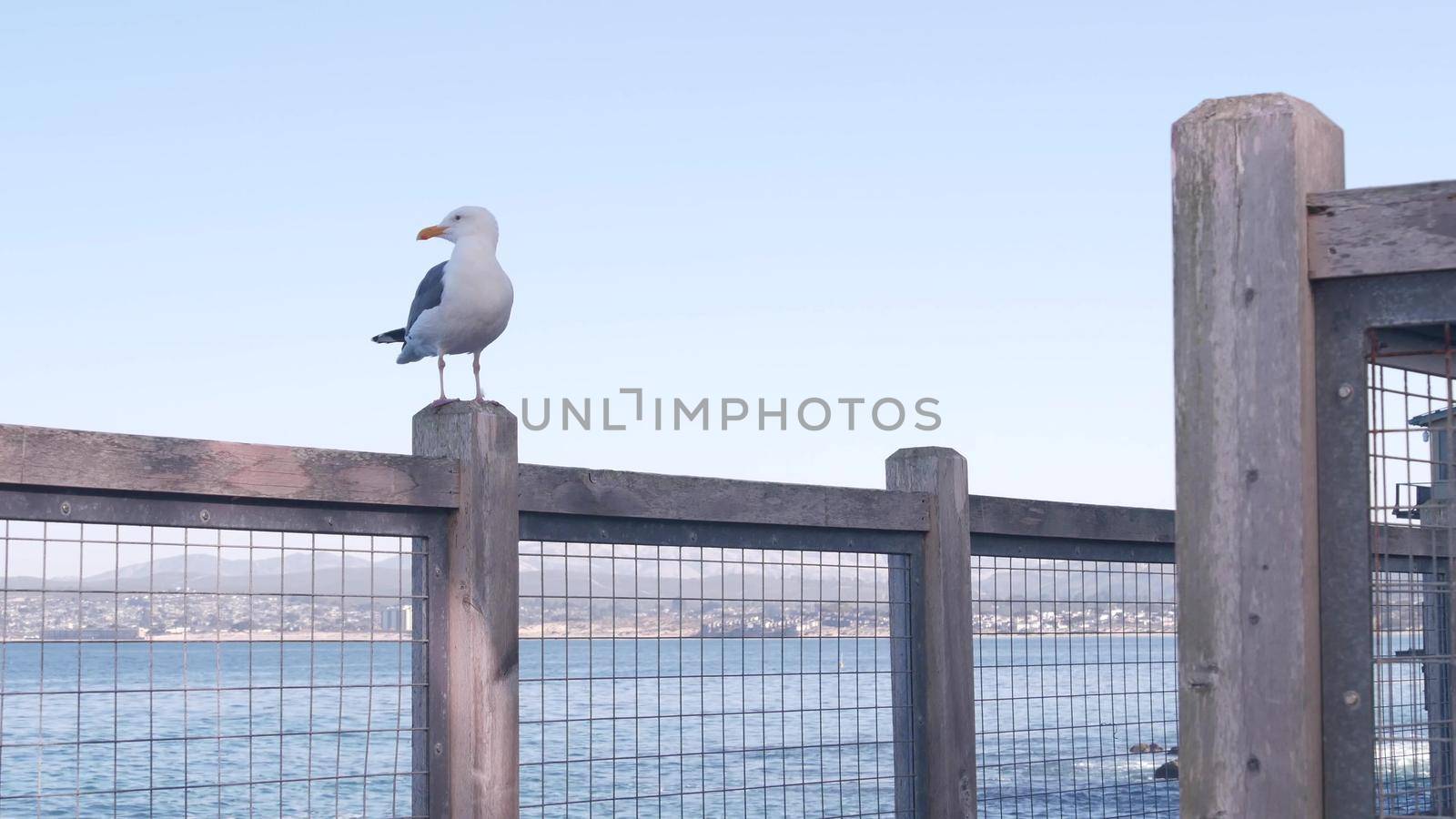 Waterfront wooden boardwalk, Monterey California USA. Beachfront promenade on piles, pillars or pylons, ocean sea water and bay aquarium, Cannery Row street. Waterside resort. Seagull bird on railings